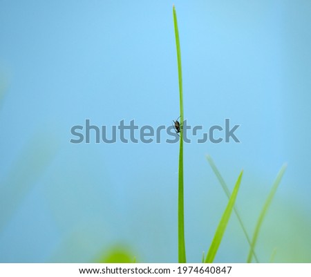 Similar – Foto Bild Gras grün Sommer Wiese