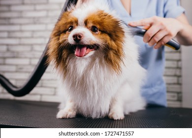 Cute Little Spitz Puppy Don't Afraid Of Grooming Procedures. Professional Groomer Carefully Cut Her Hair, Wash And Comb. Grooming, Dogs, Animals, Pets Concept