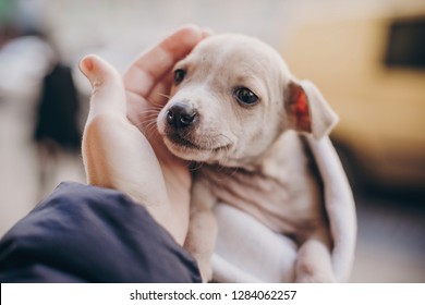 Cute little staff terrier puppy in cozy warm blanket in autumn park. Hand hugging scared homeless beige puppy in city street. Adoption concept. Dog shelter.