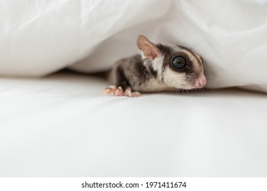 Cute little Sugar Glider crawling out of the white bed sheet.