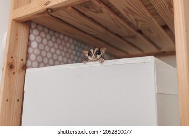 Cute little Sugar glider pop her head up out of the box with curiosity.