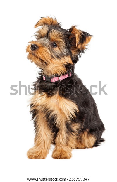 Cute Little Teacup Yorkie Puppy Sitting Stock Photo Edit Now 236759347