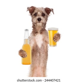 A cute little terrier breed dog holding a golden light beer bottle and glass