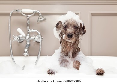 A cute little terrier breed dog taking a bubble bath with his paws up on the rim of the tub - Shutterstock ID 288969986