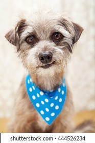 Cute Little Terrier Dog Wearing Blue Bandana Looking Into Camera And Smirking