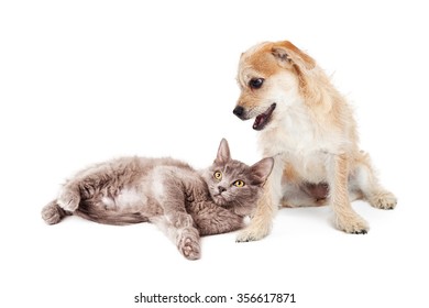 3,055 Happy Cat Laying Down Images, Stock Photos & Vectors | Shutterstock