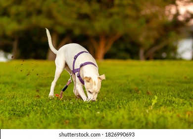 A Cute Little Terrier Puppy With White Furs And Light Brown Spots Is Rapidly Digging The Grass Field Dislodging A Lot Of Mud And Dirt. The Curious Dog Is Apparently Trying To Find Something Underneath