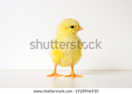 cute little tiny newborn yellow baby chick on white background