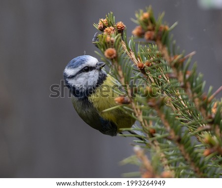 Little Tit Tree Leaf