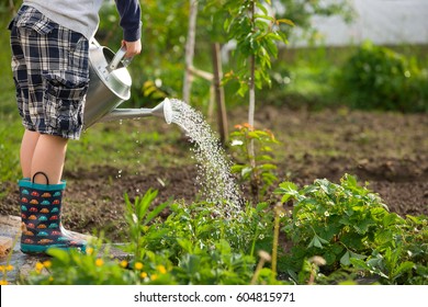 Cute little toddler boy watering plants with watering can in the garden. Adorable little child helping parents to grow vegetables and having fun. Activities with children outdoors.