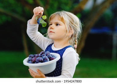 Cute Little Toddler Girl Picking Ripe Plums From Tree In Garden. Happy Child Holding Fresh Fruits. Healthy Organic Fruit, Summer Harvest Season. Kid Learning Healthy Food.