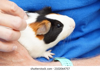 Cute little tricolor guinea pig held by someone wearing a blue shirt and green wristband                              