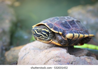 Cute Little Turtle Hide His Head Stock Photo 532031452 | Shutterstock