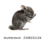 Cute little two month old grey chinchilla posing in the studio isolated on a white background
