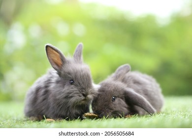 Pequeño conejo sobre hierba verde con bokeh natural como fondo durante la primavera. Jóvenes y adorables conejitos jugando en el jardín. Hermosa mascota en el parque