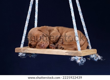 Cute little vizsla puppy sleeping on a wooden swing