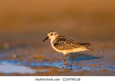 Cute little water bird. Nature background. Bird: Little Stint. Calidris minuta. - Shutterstock ID 1214796118