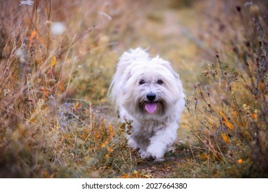 Cute kleine weiße Coton de Tulear Hund auf der Sommerwiese