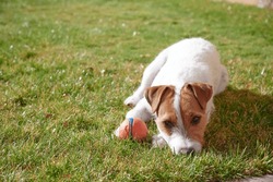 Cute Little White Dog Lying On The Grass Next To Its Ball While Relaxing In The Backyard Of The House. Purebred Jack Russell Terrier Dog With Broken Hair.