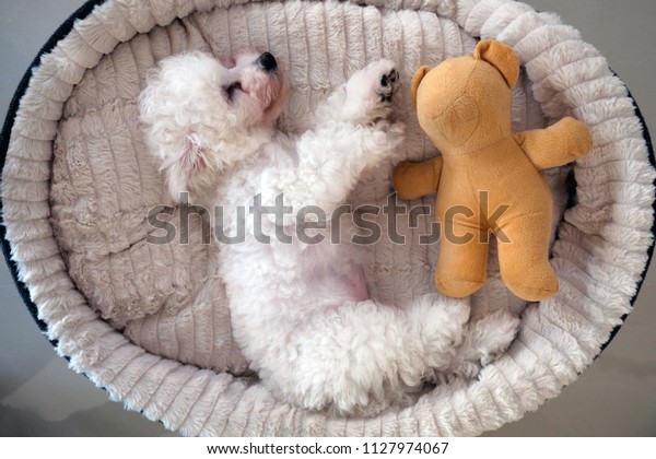 bichon frise soft toy