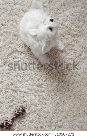 Similar – Image, Stock Photo colour harmony Animal Dog