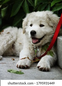 White Puppy High Res Stock Images Shutterstock