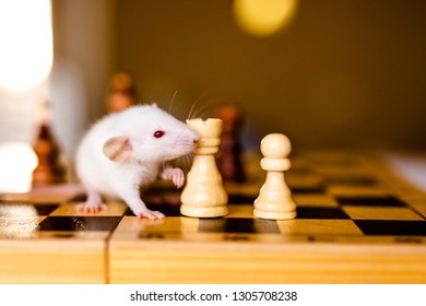 Cute Little White Rat Big Ears Stock Photo (Edit Now) 1305708229