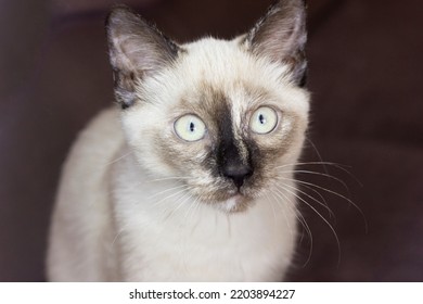 Cute Little White Siamese Cat Kitten With Blue Eyes