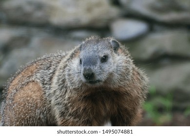 Cute Little Wild Groundhog Eating Seeds In The Garden 