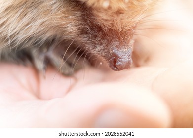 Cute Little Wild Prickly Hedgehog Sits On A Man's Hand. The Animal's Muzzle, Eyes And Nose Zoomed In Close Up. Rescue And Care Of Animals, Environment Protection. Rustic And Nature Concept. Flare