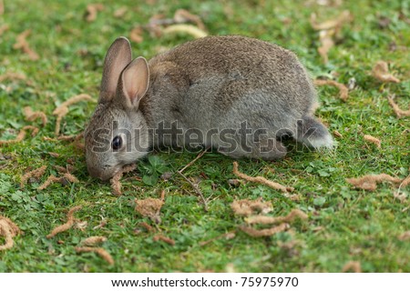 Similar – Mr. Rabbit Animal Pelt Zoo