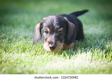 Cute little wire-haired miniature dachshund puppy dreaming and wondering on the lawn