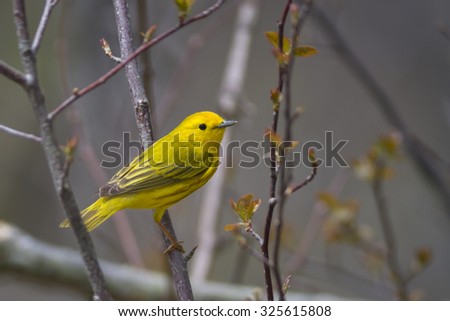 Little Yellow Bird >> Cute Little Yellow Bird Forest Scene Stock Photo Edit Now Little Yellow Bird >> Cute Little Yellow Bird Forest Scene Stock Photo Edit Now