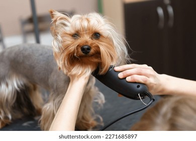Cute little yorkie being groomed. Professional pet groomer shaving yorkshire terrier dog in salon. 