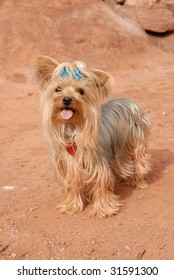 A Cute Little Yorkie Dog With A Bow In Her Hair And A Heart Shaped Dog Tag