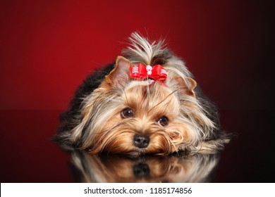 Cute little Yorkie dog resting lying on dark red background