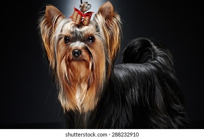 Dog Haircut Images Stock Photos Vectors Shutterstock