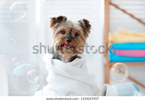 Cute little\
yorkie dog in a towel after\
bath