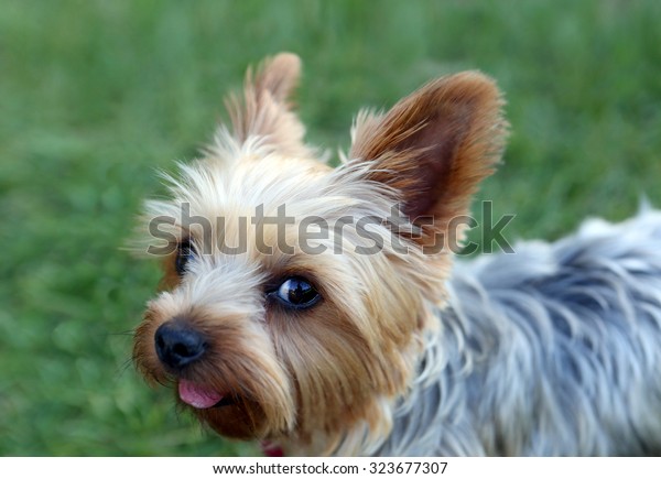 morkie puppy cut pictures