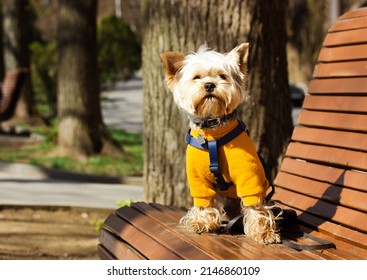 A cute little Yorkshire Terrier dog in a yellow sweatshirt sits on a wooden bench in city park in springtime. Funny chunky doggy on a walk outside. Pet clothing. Brown puppy with post-groomer haircut.