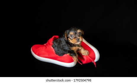 
Cute Little Yorkshire Terrier Puppy, Black And Tan, In A Pair Of Red Shoes, On A Black Background