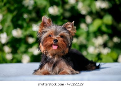 cute little Yorkshire terrier puppy lying  on the background blooming jasmine on a warm summer day