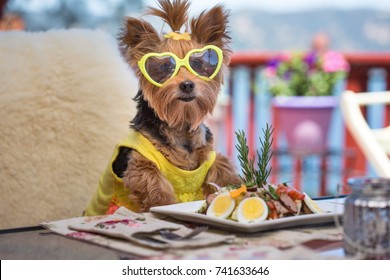 Cute little Yorkshire Terrier Puppy with a yellow Topknot and sunglasses sitting at an outside dining table wearing a yellow dress getting ready to eat a gourmet salad for lunch with a great view
