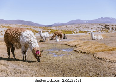 Cute llamas grazing in Bolivian altiplano near Uyuni - Powered by Shutterstock