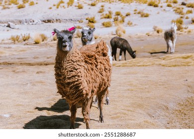 Cute llamas grazing in Bolivian altiplano near Uyuni - Powered by Shutterstock