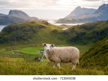 Cute Lofoten Sheep