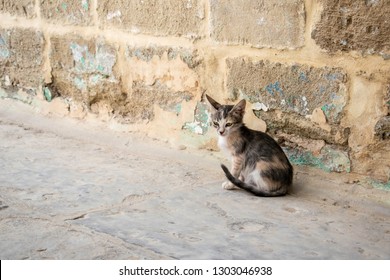 A Cute Lone Kitten On A Street In Nabi Musa, West Bank, Palestine