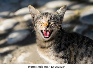 Cute lone stray cat yawning with mouth wide open