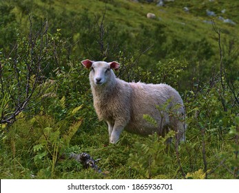 Cute lonely sheep with white fur standing between green bushes and looking at camera near hiking path to Måtinden peak in the north of Andøya island, Vesterålen, Norway in late summer.