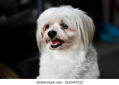 Shih Tzu Puppy Images Stock Photos Vectors Shutterstock